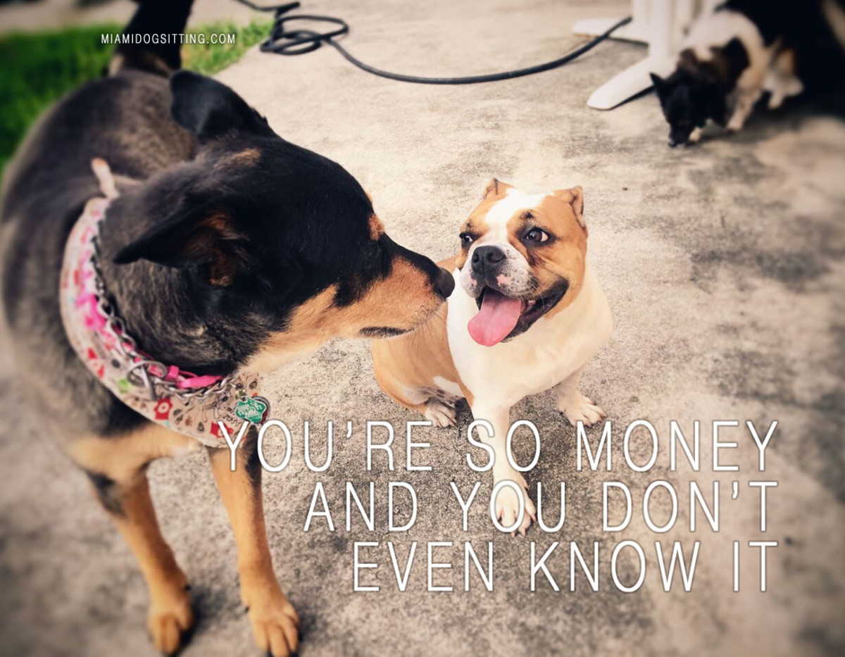 Miami's Fun Holistic Home Boarding & Daycare what happens in the dog park stays in the dog park 