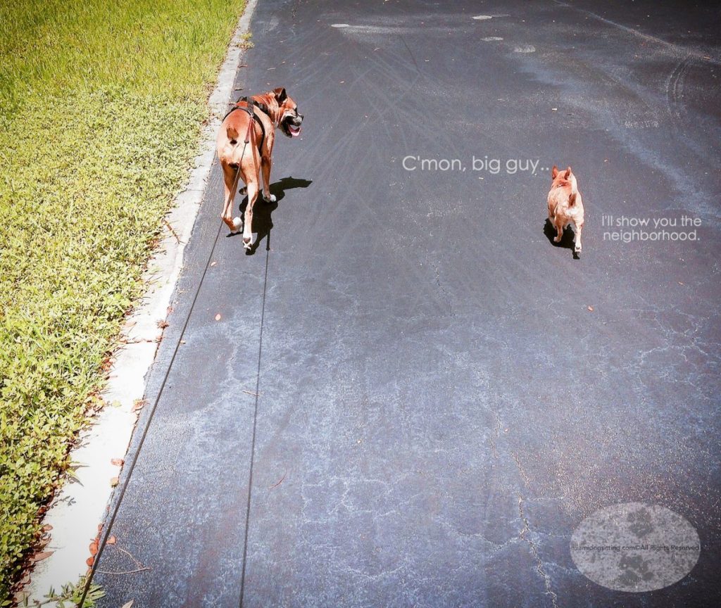 Miami's Fun Holistic Home Boarding & Daycare My Precious miamidogsitting.com good dog dogs boarding #DogsAreCool  