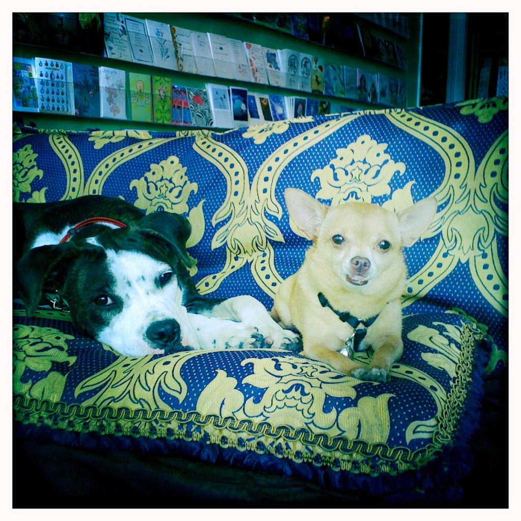 Miami's Fun Holistic Home Boarding & Daycare doggy nap time #DogsAreCool dogs miamidogsitting.com boarding 